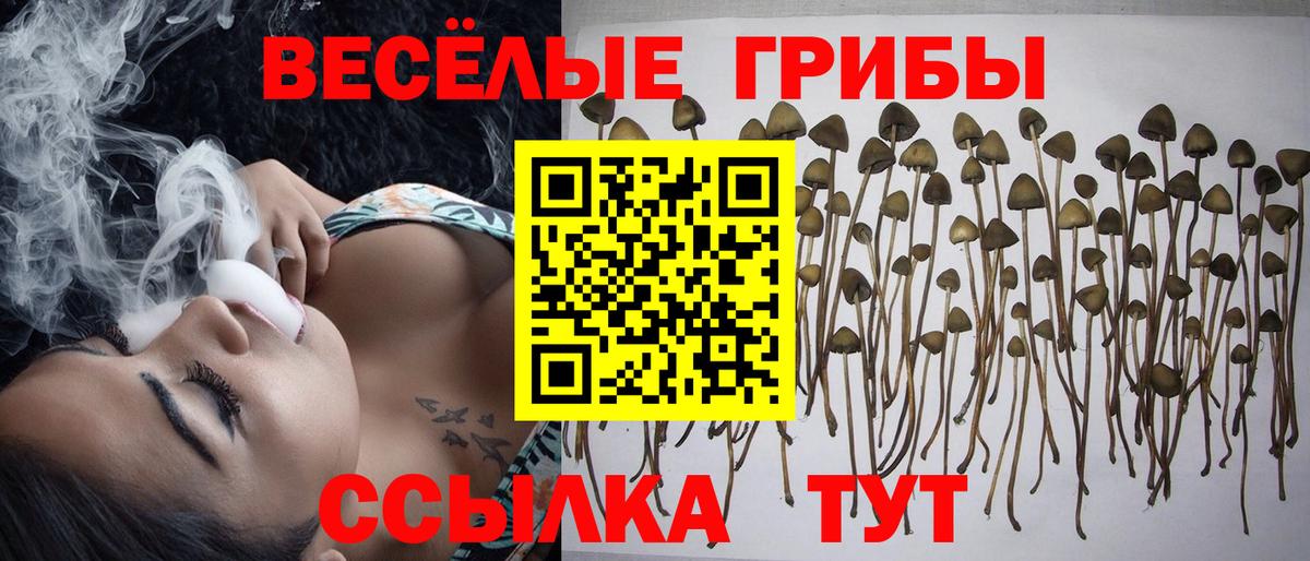 Галлюциногенные грибы Psilocybine cubensis  Вход с VPN  Гусь-Хрустальный 